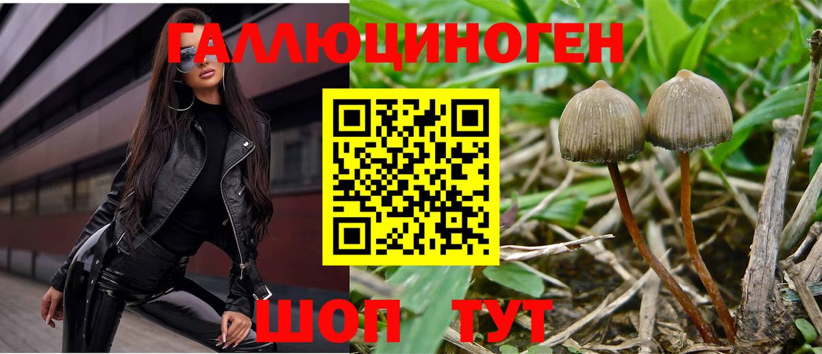 Галлюциногенные грибы Psilocybe Советск